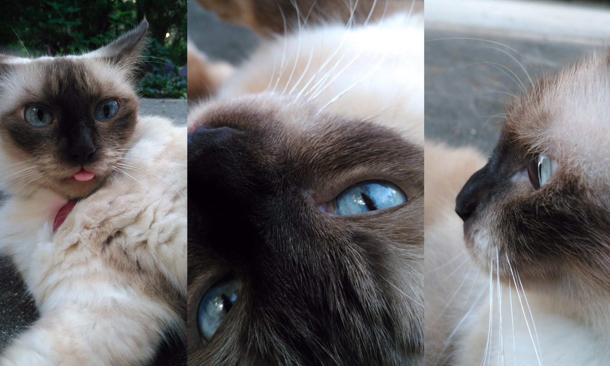 aww kitty cat!